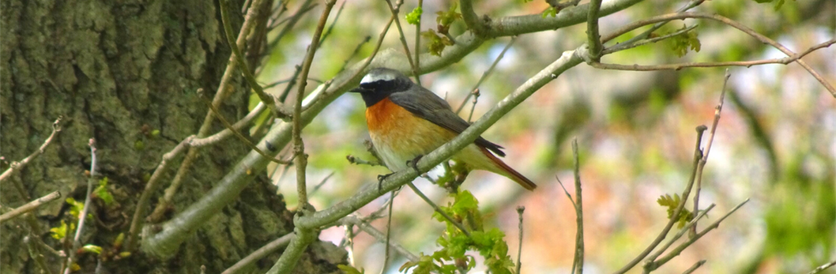 Hoe beleef jij jouw wandeling?