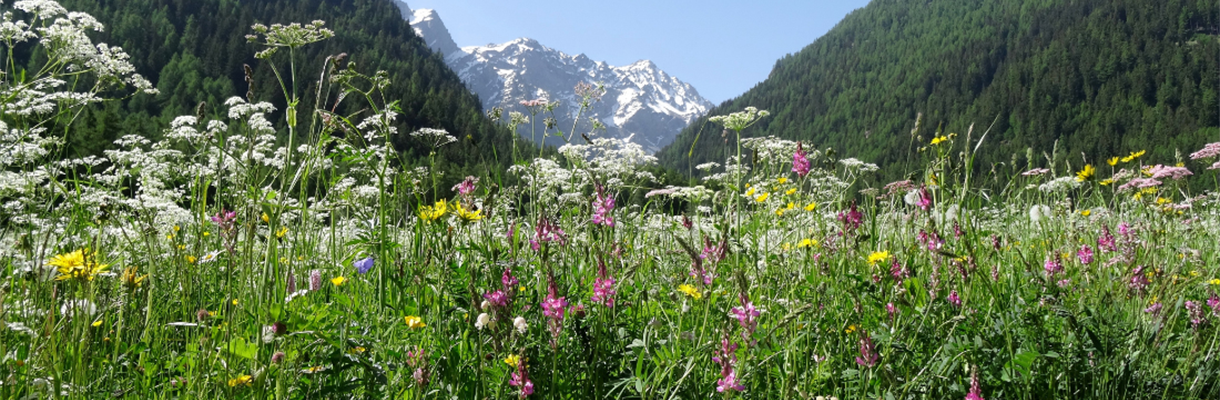 Vakantiemodus aan en gaan