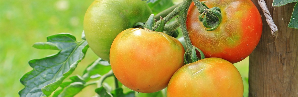 Tomatenplant overpotten en verzorgen