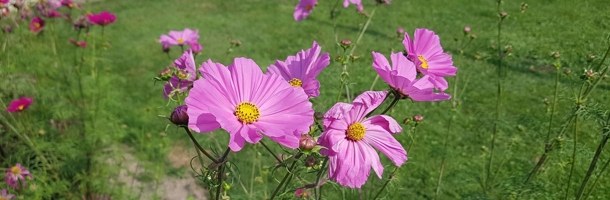 Bloeizone Bakkeveen deel 2: De weg naar kleur